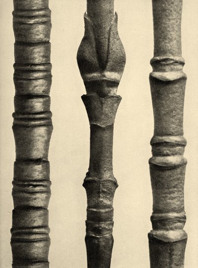 Cornus Nuttallii 1929 (fotogravura) de Karl Blossfeldt